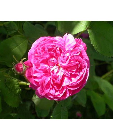 Rosa 'Duc de Guiche' - Rosaceae - Rosier