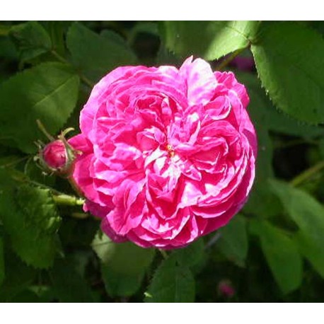 Rosa 'Duc de Guiche' - Rosaceae - Rosier