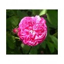 Rosa 'Duc de Guiche' - Rosaceae - Rosier