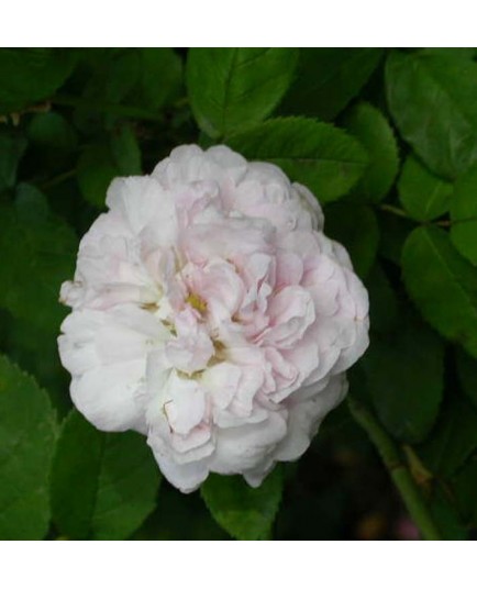 Rosa 'Duchesse de Montebello' - Rosaceae - Rosier