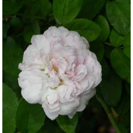 Rosa 'Duchesse de Montebello' - Rosaceae - Rosier