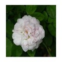Rosa 'Duchesse de Montebello' - Rosaceae - Rosier