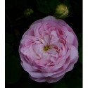 Rosa 'Duchesse de Montebello' - Rosaceae - Rosier