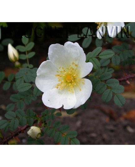 Rosa 'Dunwich Rose' - Rosaceae