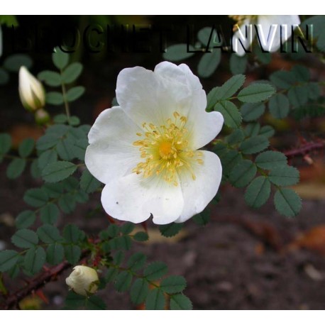 Rosa 'Dunwich Rose' - Rosaceae