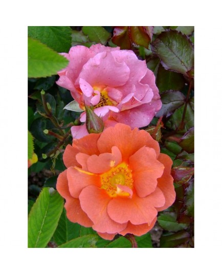 Rosa 'Edith Holden' - Rosaceae - Rosier