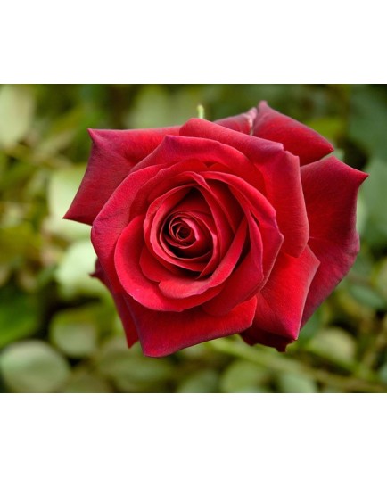 Rosa 'Edith Piaf' - Rosaceae -