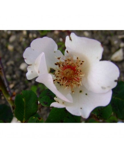 Rosa 'Ellen Willmott' - Rosaceae - rosier