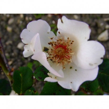 Rosa 'Ellen Willmott' - Rosaceae - rosier