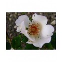Rosa 'Ellen Willmott' - Rosaceae - rosier