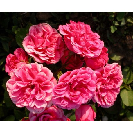Rosa 'Elmshorn' - Rosaceae - Rosier