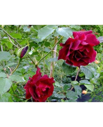 Rosa 'Etoile de Hollande' - Rosaceae - Rosier