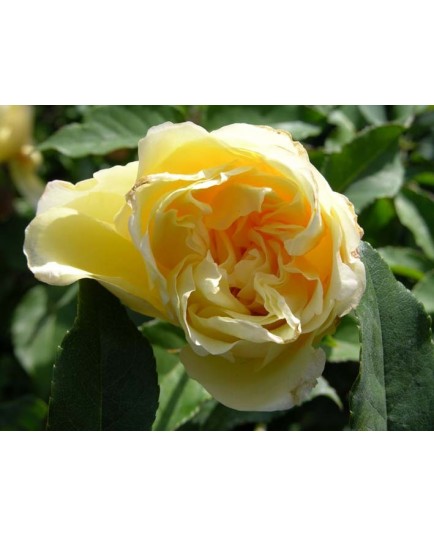 Rosa 'Etoile de Lyon' - Rosaceae - Rosier