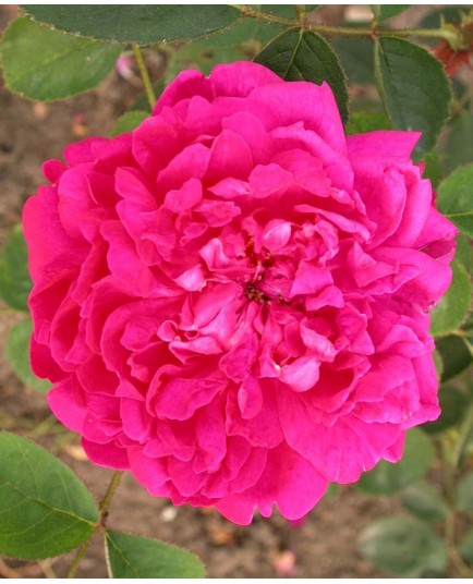 Rosa 'Eugénie Guinoisseau' - Rosaceae - Rosier