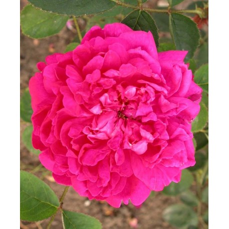 Rosa 'Eugénie Guinoisseau' - Rosaceae - Rosier