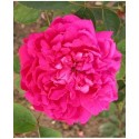 Rosa 'Eugénie Guinoisseau' - Rosaceae - Rosier