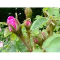 Rosa 'Eugénie Guinoisseau' - Rosaceae - Rosier