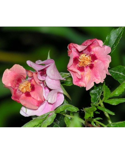 Rosa 'Euphrate' - Rosaceae - rosier