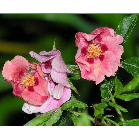 Rosa 'Euphrate' - Rosaceae - rosier