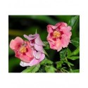Rosa 'Euphrate' - Rosaceae - rosier