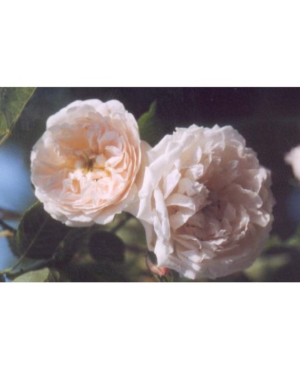Rosa 'Eurydice' - Rosaceae - Rosier