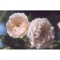 Rosa 'Eurydice' - Rosaceae - Rosier