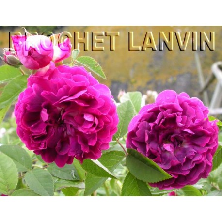 Rosa 'Le Rosier Evêque' - Rosaceae - Rosier