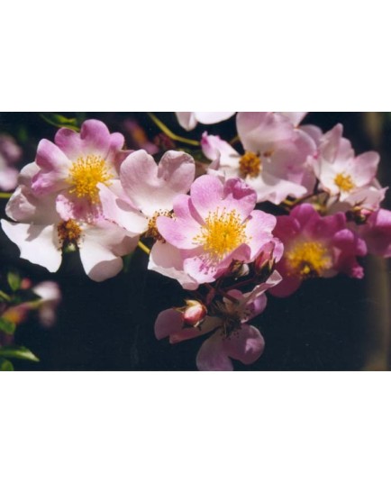 Rosa 'Evangeline' - Rosaceae - Rosier