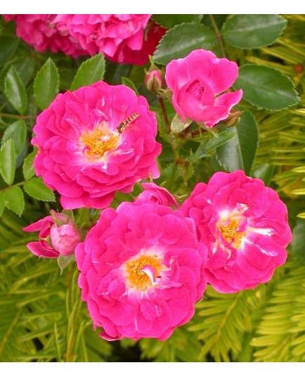 Rosa 'Excelsa' - Rosaceae - Rosier