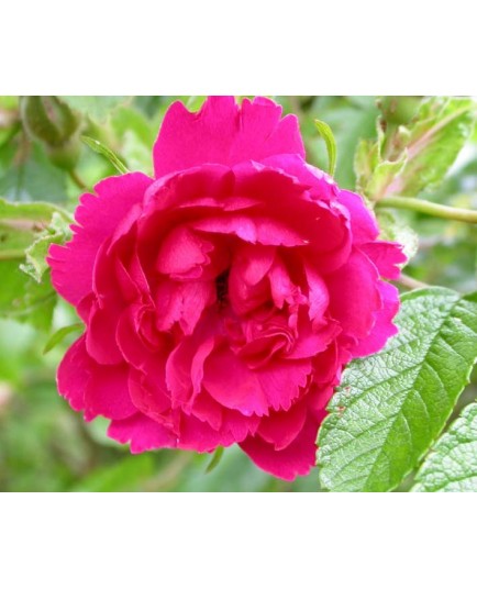 Rosa 'F. J. Grootendorst' - Rosaceae - Rosier