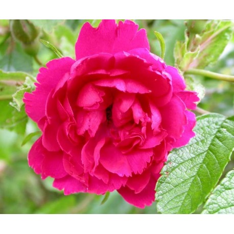 Rosa 'F. J. Grootendorst' - Rosaceae - Rosier