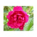 Rosa 'F. J. Grootendorst' - Rosaceae - Rosier