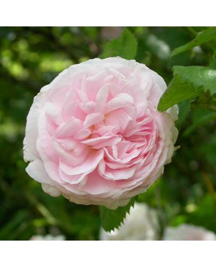 Rosa 'Félicité Parmentier' - Rosaceae - Rosier