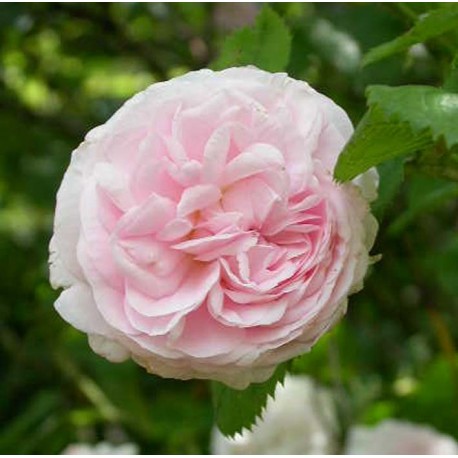 Rosa 'Félicité Parmentier' - Rosaceae - Rosier