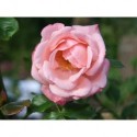 Rosa 'Fandango' - Rosaceae - Rosier
