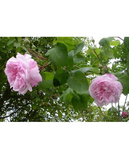 Rosa 'Fantin Latour' - Rosaceae - Rosier