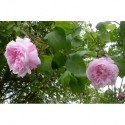 Rosa 'Fantin Latour' - Rosaceae - Rosier