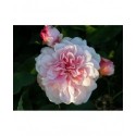 Rosa 'Felicia' - Rosaceae - Rosier