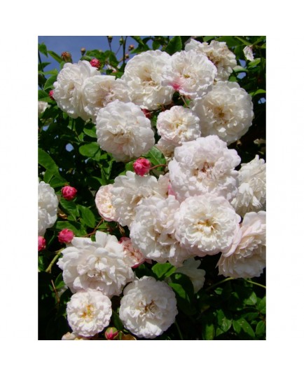 Rosa 'Felicité et Perpétue' - Rosaceae - Rosier