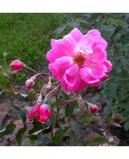Rosa 'Fellemberg' - Rosaceae