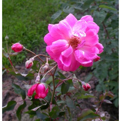 Rosa 'Fellemberg' - Rosaceae