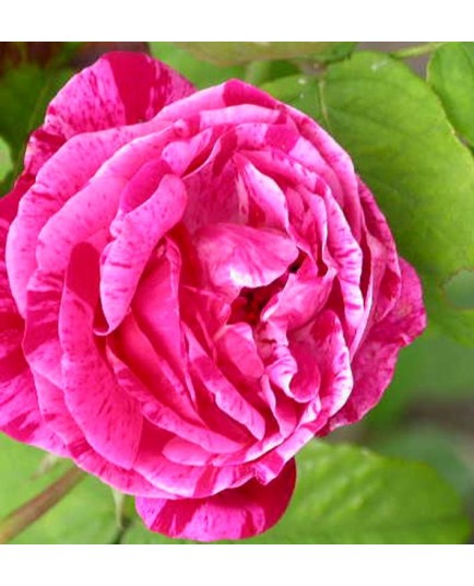 Rosa 'Ferdinand Pichard' - Rosaceae - Rosier