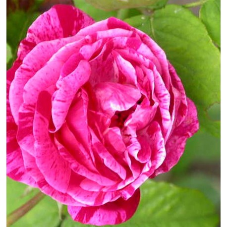 Rosa 'Ferdinand Pichard' - Rosaceae - Rosier