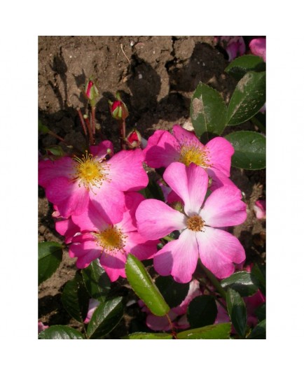 Rosa 'Fil des Saisons' - Rosaceae - Rosier couvre sol