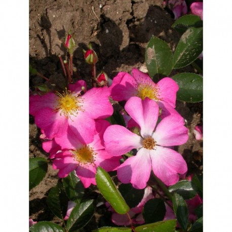 Rosa 'Fil des Saisons' - Rosaceae - Rosier couvre sol