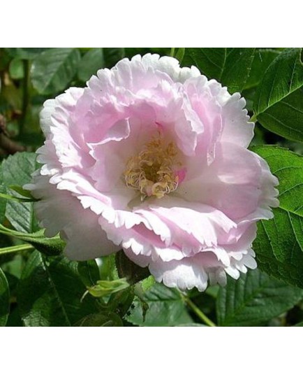 Rosa 'Fimbriata' - Rosaceae - rosier