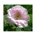 Rosa 'Fimbriata' - Rosaceae - rosier