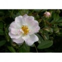 Rosa 'Flash' - Rosaceae - Rosier