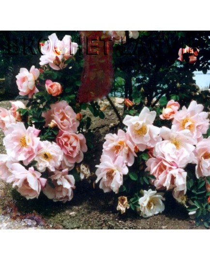 Rosa 'Frühlingsduft' - Rosaceae - Rosier