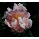 Rosa 'Frühlingsduft' - Rosaceae - Rosier